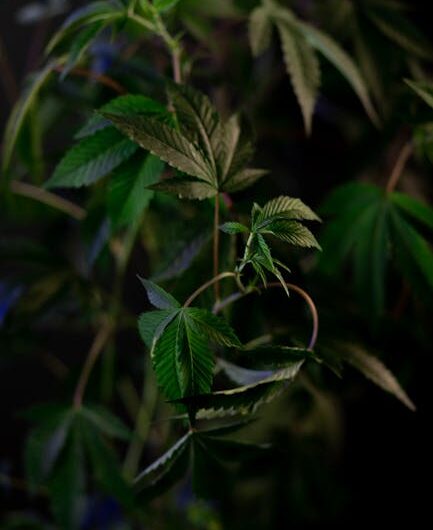 Купить гашиш в Екатеринбурге онлайн