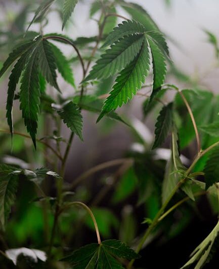 Сорт марихуаны АК 47 характеристики и выращивание