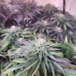 Семена технической конопли и их применение в промышленности img-480.jpg