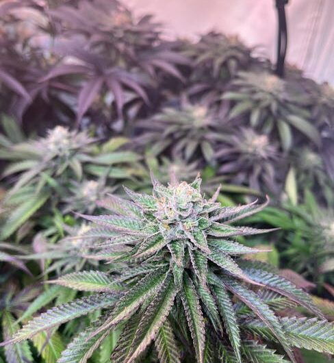 Семена технической конопли и их применение в промышленности