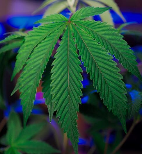 Оборудование для выращивания марихуаны