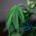 Опиум свойства и применение img-644.jpg