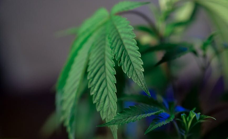 Опиум свойства и применение