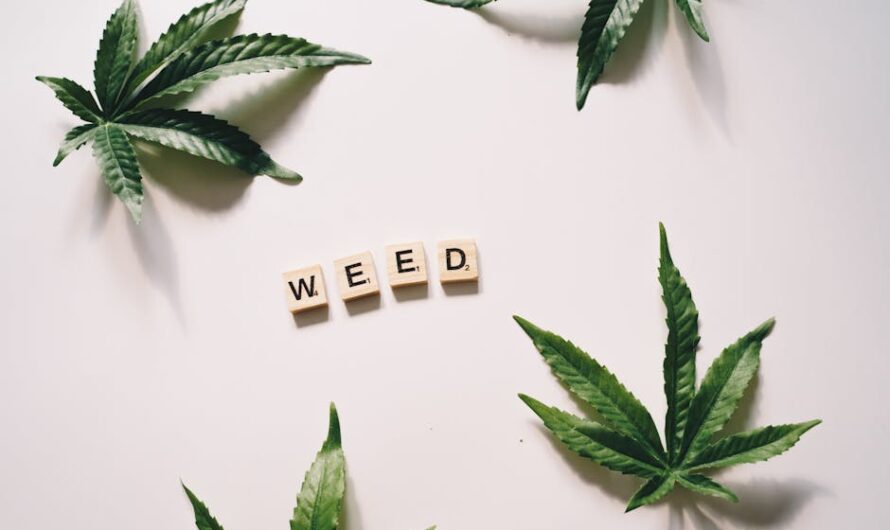 Семена Конопли как Альтернативный Источник Дизельного Топлива