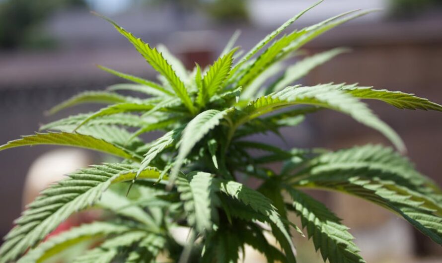 Выбор семян конопли для выращивания