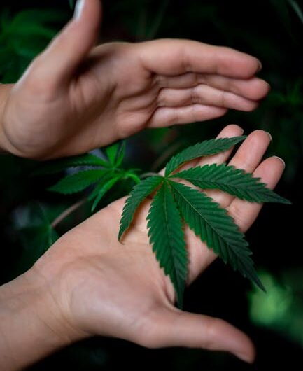 Ввоз семян конопли в Россию