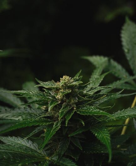 Жидкость с марихуаной и ее использование