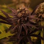 Свойства и преимущества жареных молотых семян конопли img-8.jpg