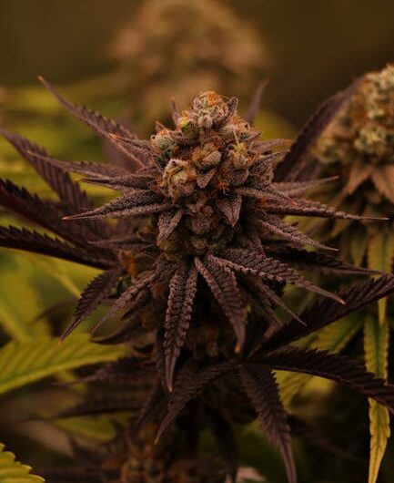 Свойства и преимущества жареных молотых семян конопли