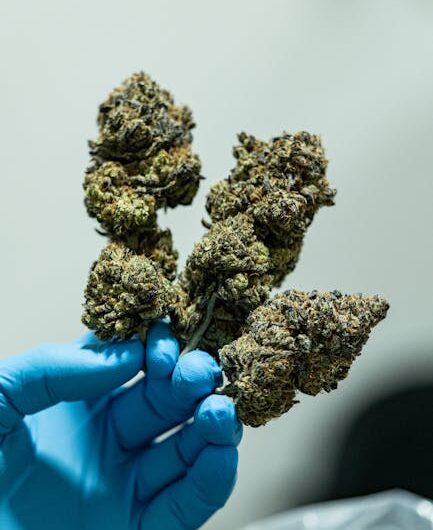 Семена конопли Auto White Tisa от производителя Ganja Seeds