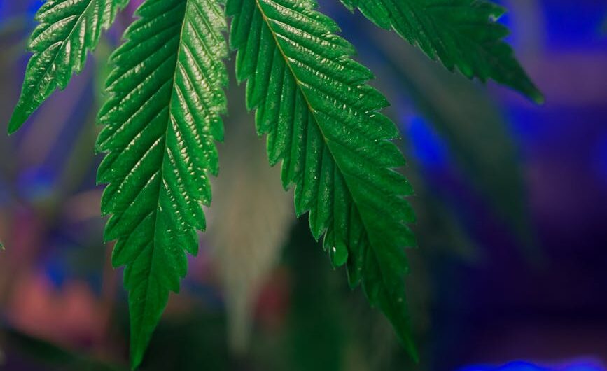 Купить семена конопли онлайн с доставкой по России