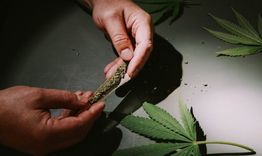 Выращивание конопли в Краснодарском крае