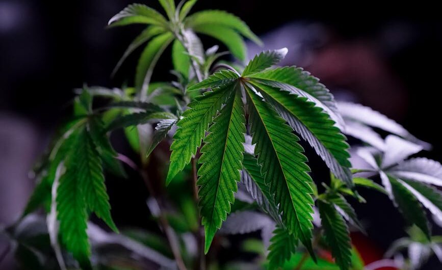 Семена марихуаны в Казахстане свойства сорта и законодательство