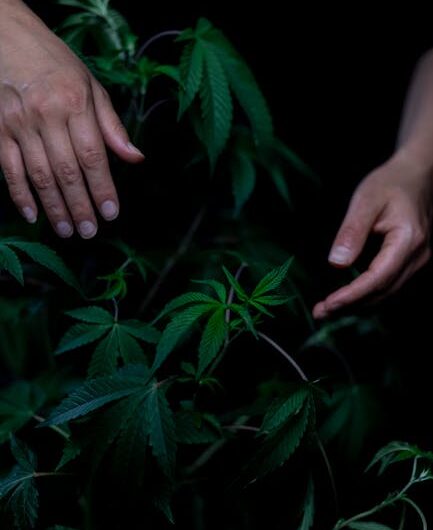 Законодательство о семенах конопли в России