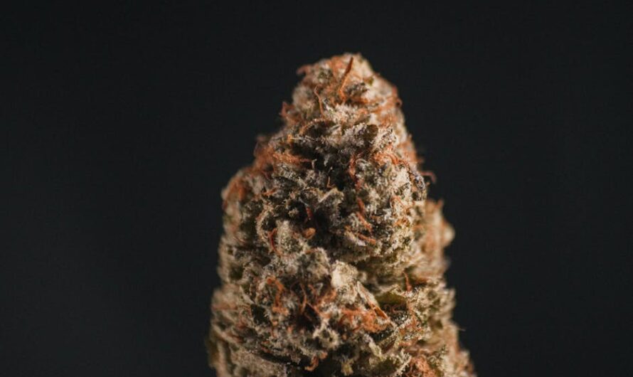 Семена конопли Powerful regular Ganja Seeds