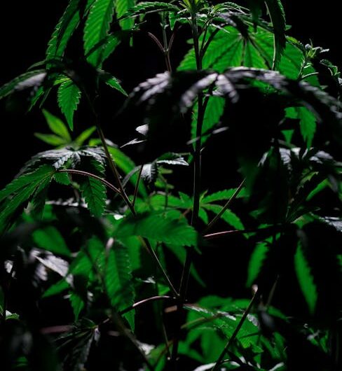 ЛСД и его влияние на сознание и восприятие