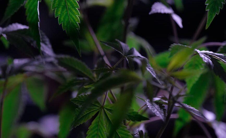 Спайс и его опасность для здоровья