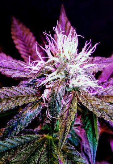 Свойства и Применение Семян Конопли Цена и Где Купить Семена Конопли